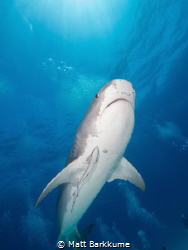 Tiger shark from above at Tiger Beach by Matt Barkkume 